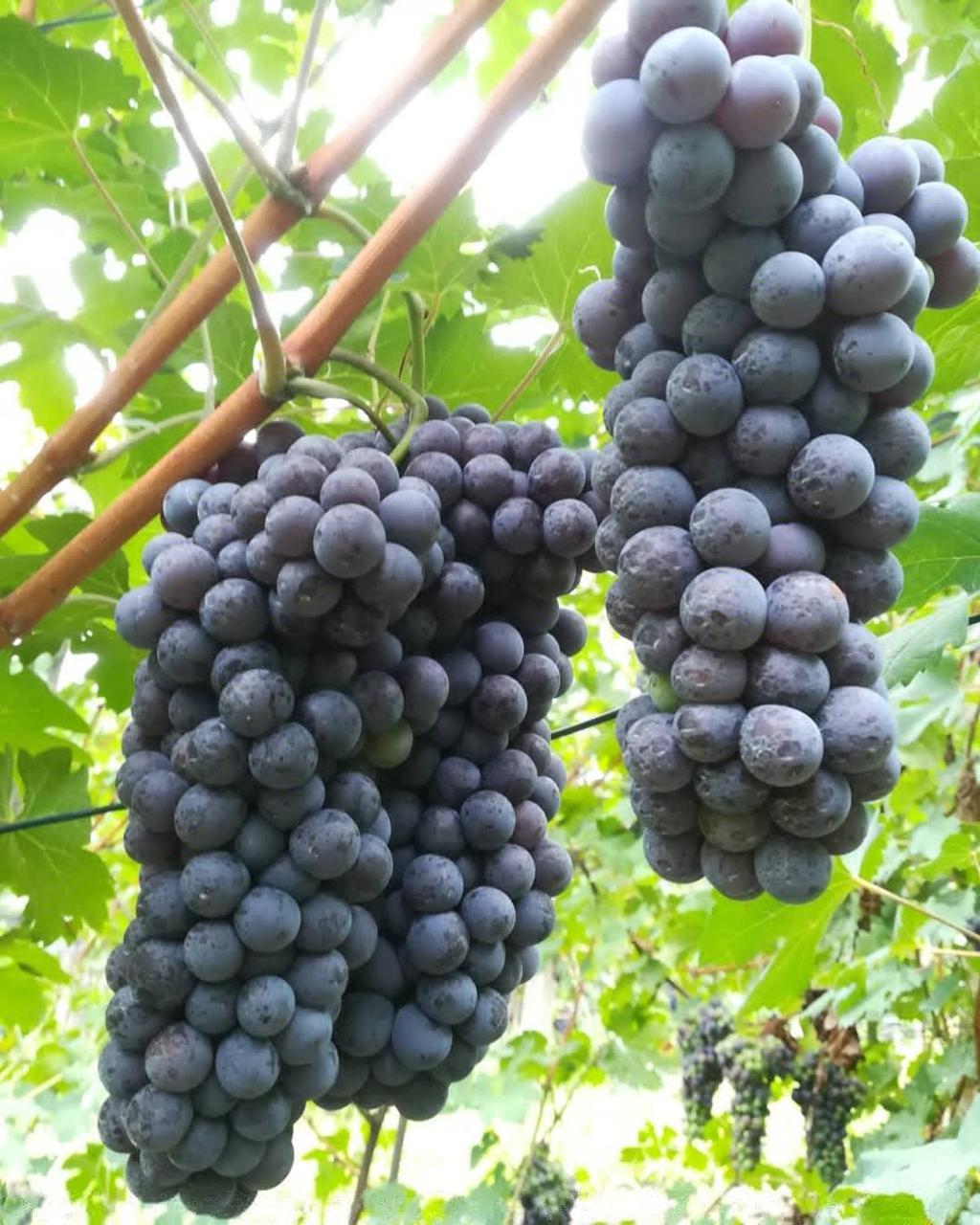 Arbulé Agriturismo&spa Valtellina Agroturismo Poggiridenti